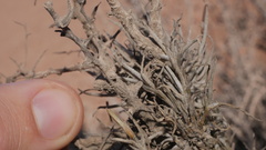 Tillandsia virescens