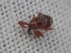 Anthonomus bituberculatus