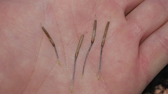 Tillandsia virescens