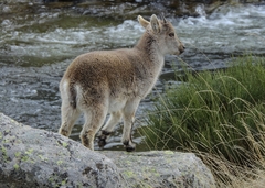 Capra pyrenaica victoriae