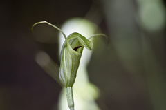 Pterostylis trullifolia