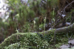 Pterostylis trullifolia