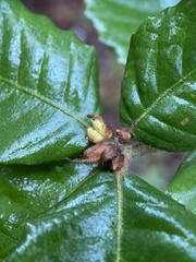 Andricus notholithocarpi