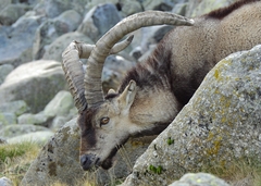 Capra pyrenaica victoriae