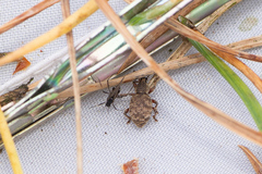 Otiorhynchus singularis