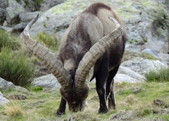 Capra pyrenaica victoriae