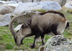 Capra pyrenaica victoriae