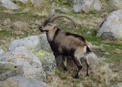 Capra pyrenaica victoriae