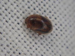 Rhyzobius chrysomeloides