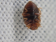 Rhyzobius chrysomeloides