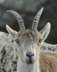 Capra pyrenaica victoriae