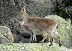 Capra pyrenaica victoriae