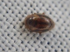 Rhyzobius chrysomeloides