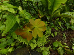 Sterculia villosa
