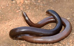 Afrotyphlops bibronii