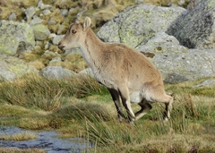 Capra pyrenaica victoriae