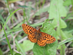 Boloria epithore