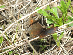 Erebia epipsodea