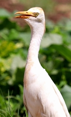 Bubulcus ibis