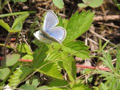 Glaucopsyche lygdamus