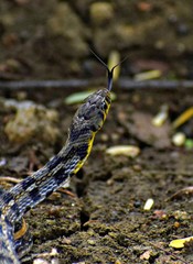 Amphiesma stolatum