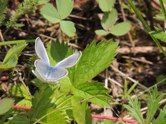 Glaucopsyche lygdamus