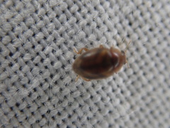 Rhyzobius chrysomeloides