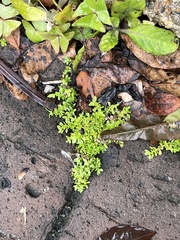 Pilea microphylla