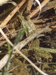 Lithobates blairi