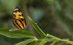 Mechanitis menapis occasiva