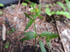 Ranunculus uncinatus