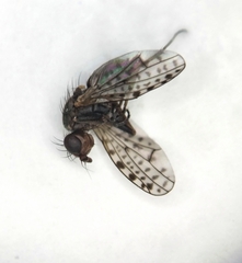 Pherbellia schoenherri