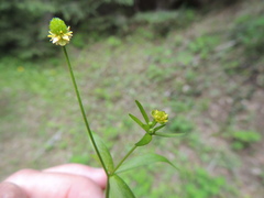 Ranunculus uncinatus