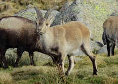 Capra pyrenaica victoriae