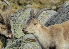 Capra pyrenaica victoriae