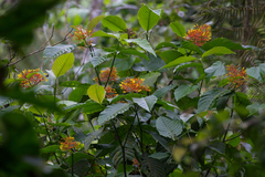 Palicourea padifolia