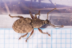 Otiorhynchus singularis