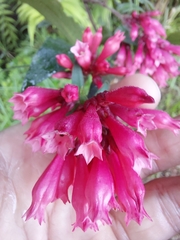 Cestrum elegans