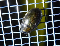 Enochrus