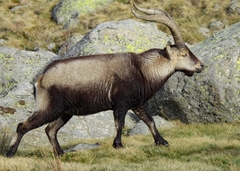 Capra pyrenaica victoriae