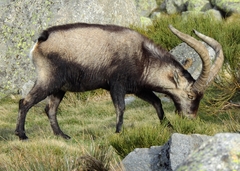 Capra pyrenaica victoriae