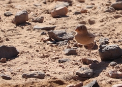 Bucanetes githagineus