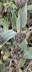 Phlomis purpurea