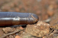 Afrotyphlops bibronii