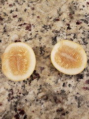 Cucurbita foetidissima