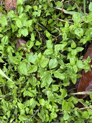 Calyptocarpus vialis