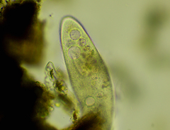 Paramecium