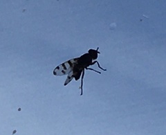 Ceroxys