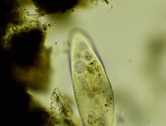 Paramecium