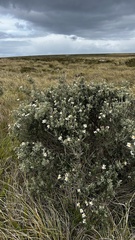 Chiliotrichum diffusum